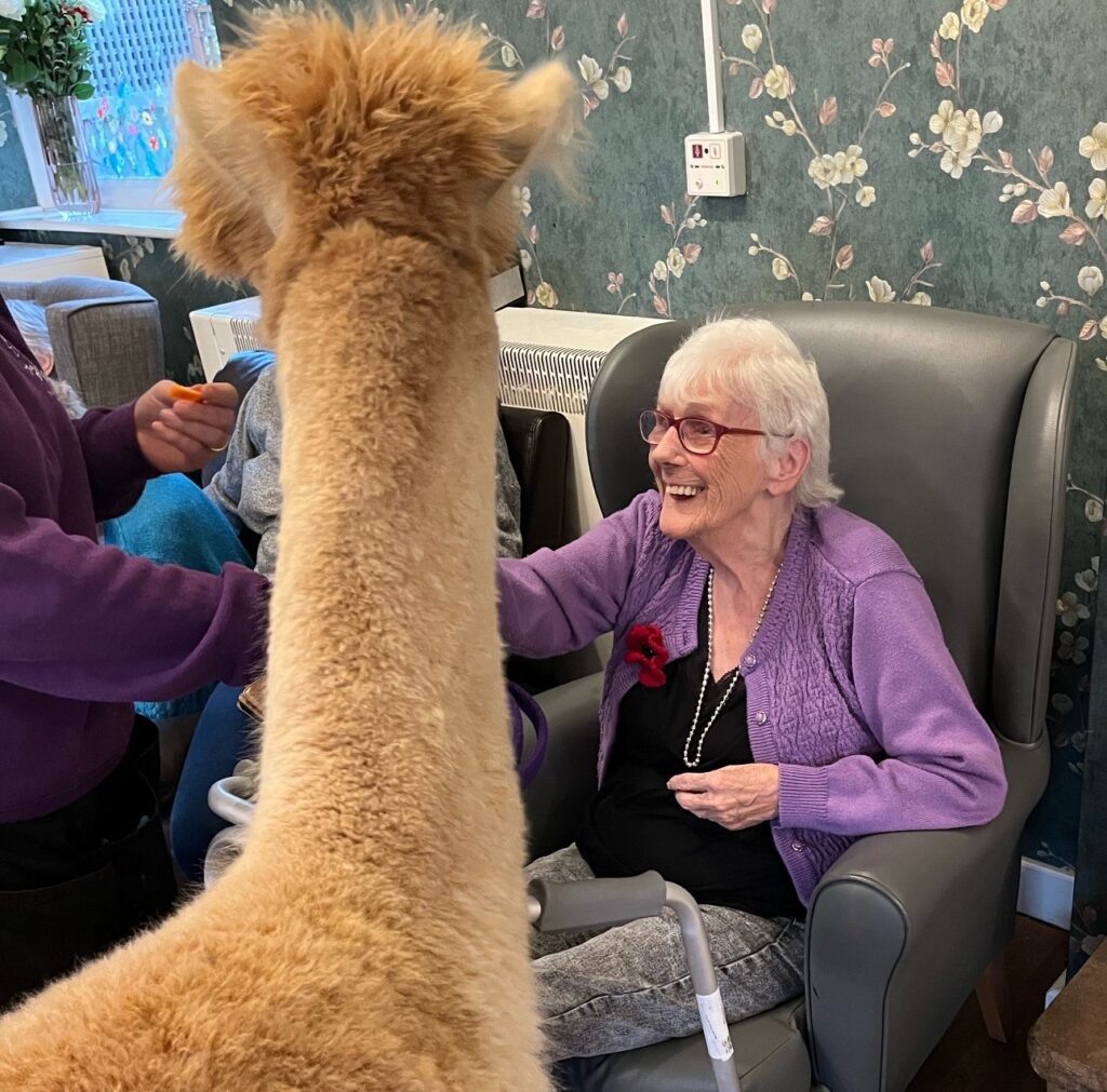 Cooper House Residents Enjoy Therapeutic Moments with Alpacas